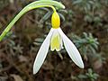 Galanthus Wendys Gold 5968