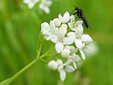 Galium palustre