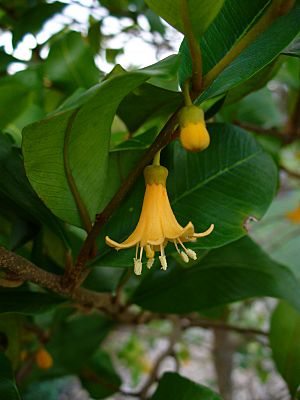 Goetzea elegans flower.jpg