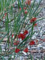 Grevillea brachystylis subsp. australis