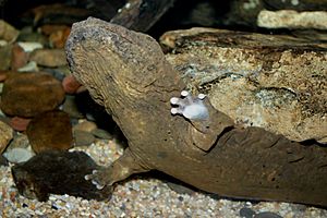 Hellbender Cryptobranchus