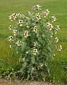 Henbane2