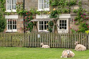 Hutton le hole sheep C9669