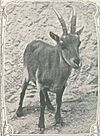 Ilustração Portugueza, n 131, Lisboa, 24-8-1908 0017 Capra pyrenaica lusitanica (cropped).jpg