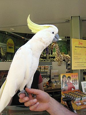 JakeCockatoo