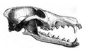 Keberowskull