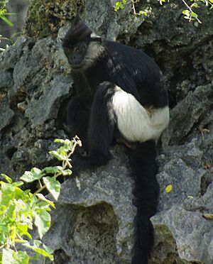 Langur de Delacour.jpg