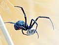 Latrodectus mactans eating