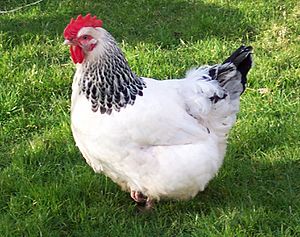 Light sussex hen.jpg