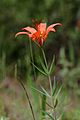 Lilium philadelphicum 5497349