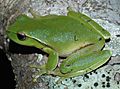 Litoria phyllochroa (8)