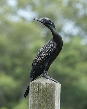 Little Black Cormorant (32295396655).jpg