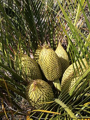 Macrozamia riedlii 30092086122 6b4ef50e3d o.jpg