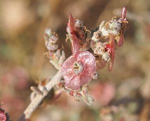 Maireana aphylla fruit 3