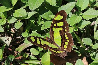 Malachite (Siproeta stelenes insularis)