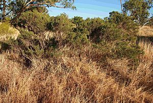 Melaleuca dissitiflora habit.jpg