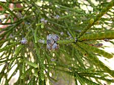 Melaleuca foliolosa 02