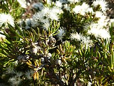 Melaleuca teuthioides (fruit)