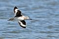 Mikebaird - willet-7958 (by)