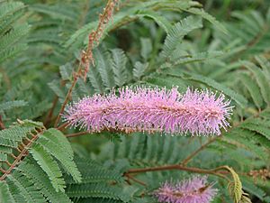 Mimosa verrucosa.jpg