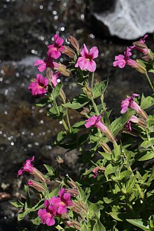 Mimulus lewisii 8189.JPG