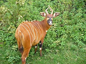 Mountain bongo mount kenya