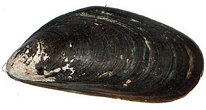 Mytilus chilensis.JPG