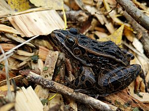 Northern Leopard Forg