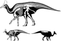 Olorotitan skeletal