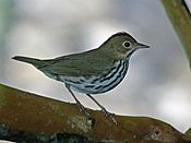 Ovenbird RWD.jpg