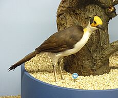 Picathartes