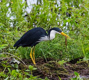 Pied Heron feeding - Fogg Dam - Middle Point - Northern Territory - Australia