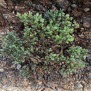 Planta pingüica (Arctostaphylos pungens).jpg