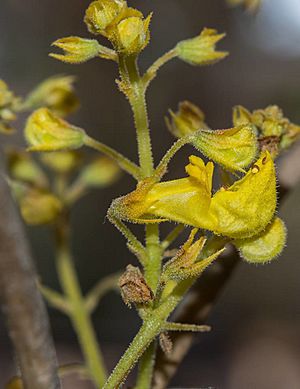 Plectranthus esculentus00.jpg