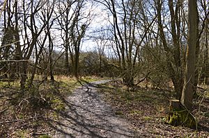 Rushbeds Wood 1.JPG