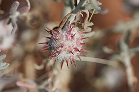 Seed head D.paradoxus