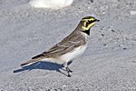 Shore Lark