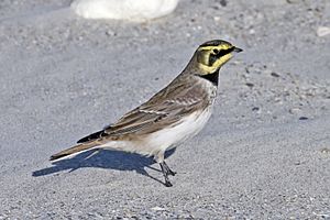 Shore Lark