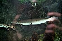 Shortnose Gar (Lepisosteus platostomus).jpg