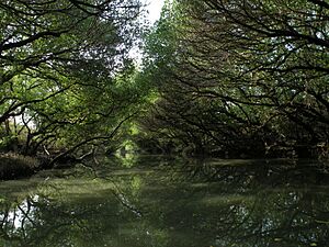 Sihcao Green Tunnel of Mangroves