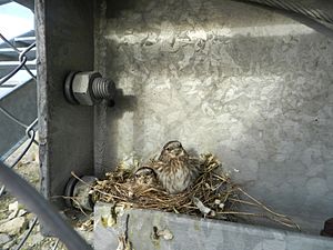 Snow bunting chicks 07