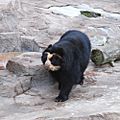 Spectacled Bear Tennoji 2