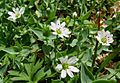 Stellaria ruscifolia 01