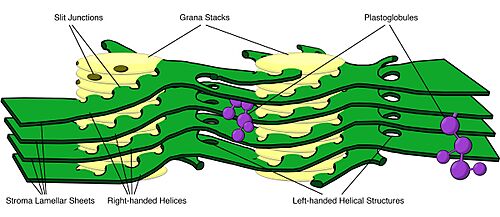 Thylakoid Structure