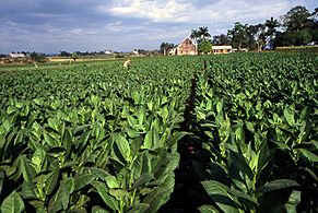 Tobacco field cuba1