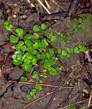 Veronica jovellanoides leaves