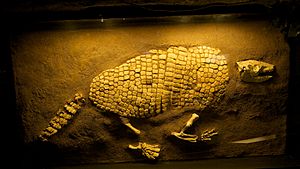 WLA hmns Giant Armadillo