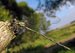 Weidenjungfer (Chalcolestes viridis) 5