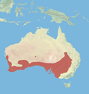 Western Grey Kangaroo Range.jpg