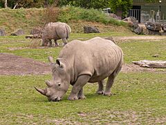 White rhino dublin zoo